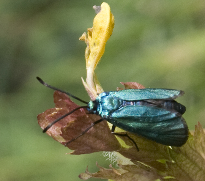 Adscita sp?